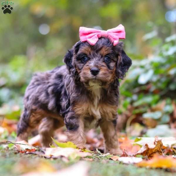 Sadie, Cockapoo Puppy